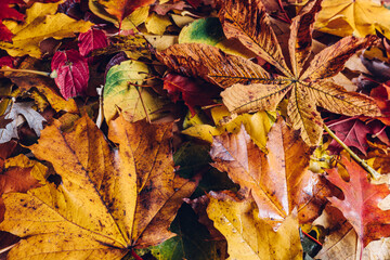 Obraz premium Autumn leaves background.