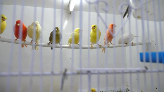 Four canary birds sitting in a branch. High quality 4k footage