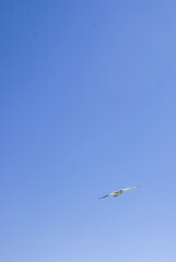 Fototapeta premium Seagulls flying in the blue sky under the strong sun, birds.