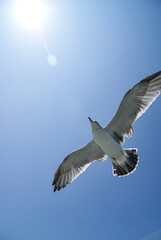 Seagulls flying in the blue sky under the strong sun, birds.