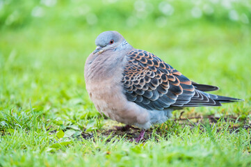 キジバト(Oriental turtle dove)