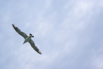 Seagulls flying in the cloudy sky, birds.