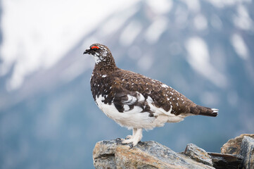 ライチョウの雄(rock ptarmigan)