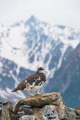 ライチョウと槍ヶ岳(rock ptarmigan)