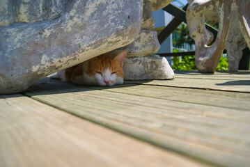 A cat avoiding the sun between rocks.