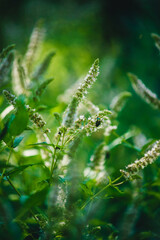 fresh green mint in the garden close-up