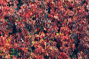 Autumn red ivy wall background
