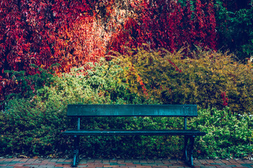 Bench in autumn garden. Ivy wall