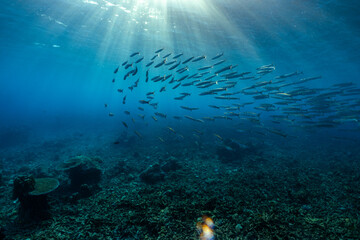 Group of fish swim above the coral in the clear sea