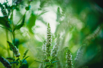 Obraz na płótnie Canvas fresh green mint in the garden close-up