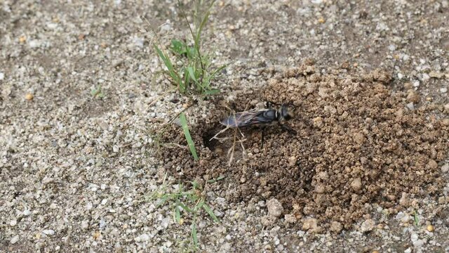 クロアナバチのクローズアップ