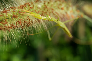 a mantis on a foxtail