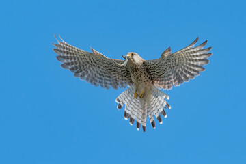 Beautiful portrait of kestrel with prey in the beak (Falco tinnunculus)