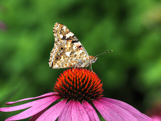 Vanessa cardui auf Echinacea purpurea
