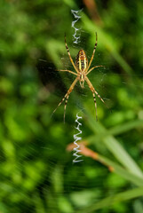 Argiope amoena with webbing on grass