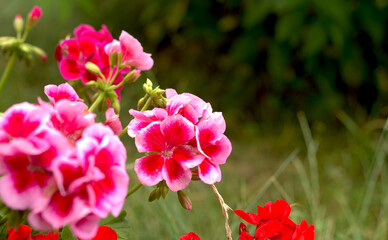 Kwiaty w ogrodzie, czerwień, róż.