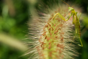 a mantis on a foxtail