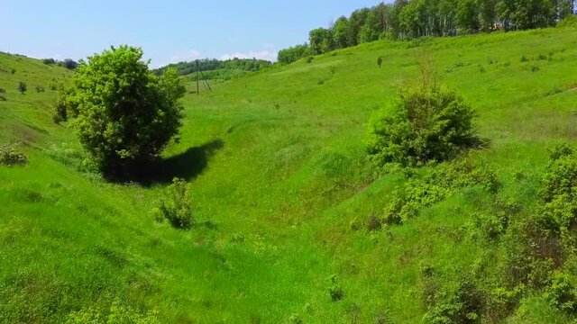 Aerial photography over green grass among the hills. The drone flies past the trees. The quadcopter takes pictures of nature. Summer sunny day and blue sky with white clouds. 