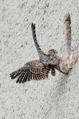 Incorrect lands for Kestrel female (Falco tinnunculus)