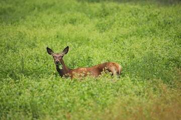 deer in the meadow