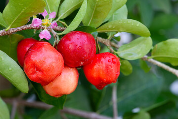 Acerola cherry fruit hanging on the tree in the garden.