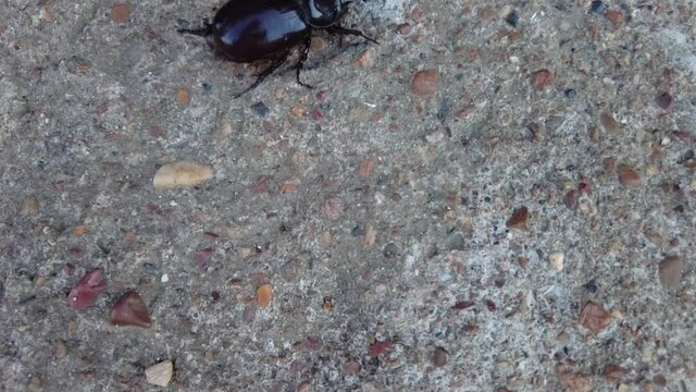 Rhinoceros beetle, big black bug, known as oryctes nasicornis. Running on a grey stone, sand or concrete. Walk horned coconut bug. Top view, intersects the corner