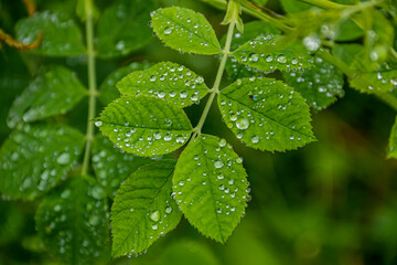 Gotas de lluvia