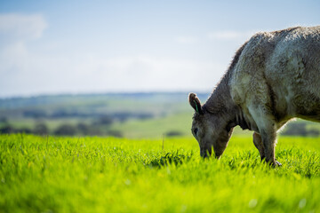  Angus and Murray Grey Cows eating long pasture in Australia