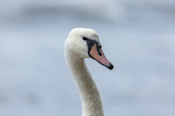 swan on the baltic sea