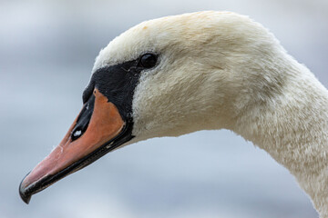 Swan in Gdynia