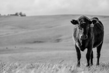  Angus and Murray Grey Cows eating long pasture in Australia