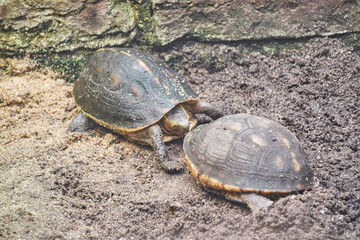 zwei Schildkröten