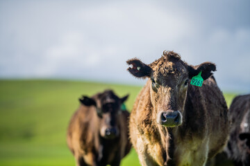 Background of beautiful steers and cows in Australia. 