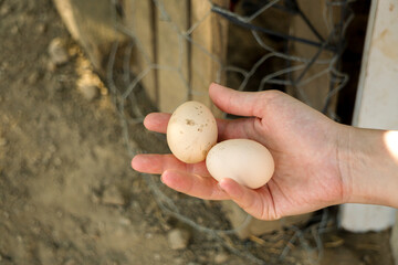 Village egg in woman hand freshly out of the coop