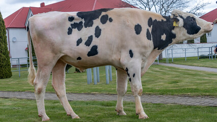 Beautiful breeding bull in the farm corral. The bull-producer in the rack for the catalog. Animal concept.