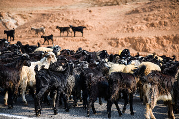 Ziegenherde, die auf den Berg geht. der Hirte geht neben seiner Ziegenherde