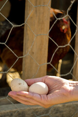 Village egg in woman hand freshly out of the coop