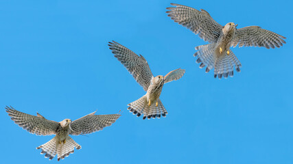 Dynamic of flight for the Kestrel female (Falco tinnunculus)