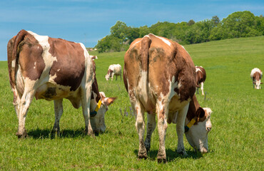 Vaches montbéliardes au pâturage à Corveissiat, Ain, France