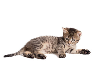 Obraz premium Little cat isolated on a white background