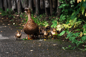 An adult duck is walking along the road with its chicks.