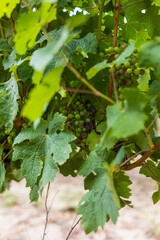Vignoble autour de Villeneuvette (Occitanie, France)