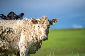 Herd of steers and beef cows, eating green grass, during spring.