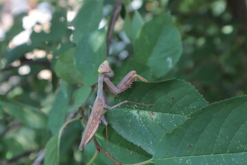 A brown praying mantis is sitting on a tree branch in the garden.