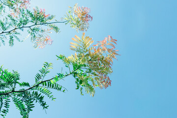 Several branches of acacia with green,  yellow and orange leaves on background of light blue sky. Empty space on the edge.