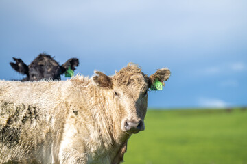Herd of steers and beef cows, eating green grass, during spring.
