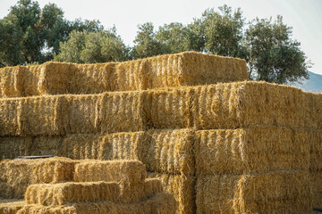 Bale of hay in the village at sunset