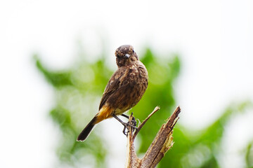 Brown rock chatter or Indian chatter, is a bird species of the Muscicapidae family.