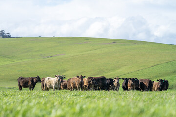  Angus and Murray Grey Cows eating long pasture in Australia