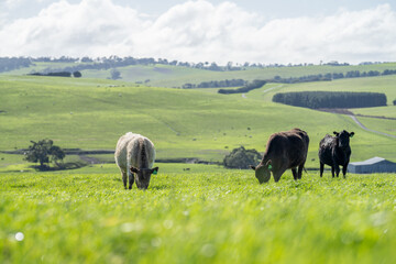  Angus and Murray Grey Cows eating long pasture in Australia